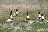 Shelduck (Tadorna tadorna)