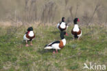 Shelduck (Tadorna tadorna)