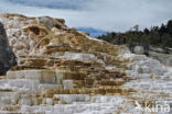 Yellowstone national park