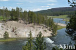 Yellowstone national park