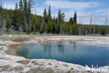 Yellowstone national park