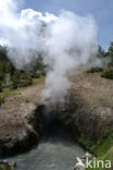 Yellowstone national park