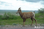 Dikhoornschaap (Ovis canadensis)