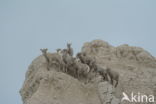 Bighorn Sheep (Ovis canadensis)