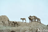 Dikhoornschaap (Ovis canadensis)