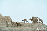 Bighorn Sheep (Ovis canadensis)