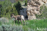 Bighorn Sheep (Ovis canadensis)