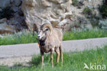 Dikhoornschaap (Ovis canadensis)