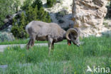 Dikhoornschaap (Ovis canadensis)