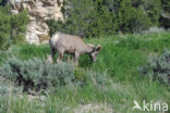 Dikhoornschaap (Ovis canadensis)