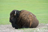 Buffalo (Bison bison)