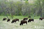 Buffalo (Bison bison)