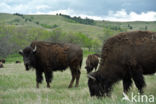 Buffalo (Bison bison)