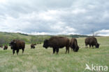 Buffalo (Bison bison)