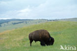 Bizon (Bison bison)