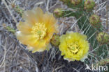 pricklypear (Opuntia spec)