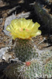 pricklypear (Opuntia spec)