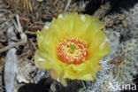 Cactus (Opuntia spec)