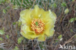 pricklypear (Opuntia spec)