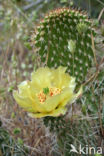 pricklypear (Opuntia spec)