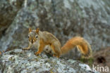 Red Squirrel (Sciurus vulgaris)