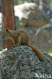 Red Squirrel (Sciurus vulgaris)