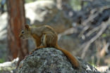 Red Squirrel (Sciurus vulgaris)