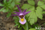 fairyslipper orchid (Calypso bulbosa var americana)