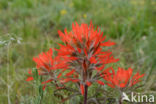 coast Indian paintbrush (Castilleja affinis)