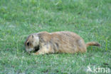 Prairie dog (Cynomys spec)