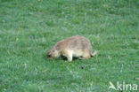 Prairie dog (Cynomys spec)