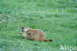 Prairie dog (Cynomys spec)