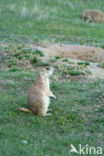 Prairie dog (Cynomys spec)