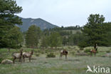 Wapiti (Cervus canadensis)