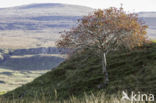 Lijsterbes (Sorbus)