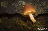 Burgundydrop bonnet (Mycena haematopus)