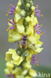 Marmelade Fly (Episyrphus balteatus)