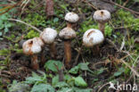 Ruwstelige stuifbal (Tulostoma fimbriatum)