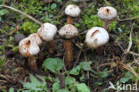 Ruwstelige stuifbal (Tulostoma fimbriatum)