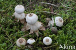 Heideaardster (Geastrum schmidelii)