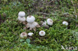 Heideaardster (Geastrum schmidelii)