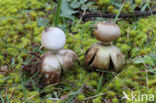 Heideaardster (Geastrum schmidelii)