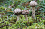 Gesteelde stuifbal (Tulostoma brumale)