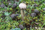 Gesteelde stuifbal (Tulostoma brumale)