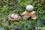 Viltige aardster (Geastrum saccatum)