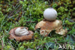 Viltige aardster (Geastrum saccatum)