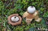 Viltige aardster (Geastrum saccatum)