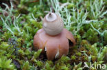 Viltige aardster (Geastrum saccatum)