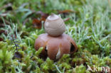 Viltige aardster (Geastrum saccatum)