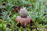 Viltige aardster (Geastrum saccatum)